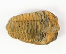 1 to 2" Calymene (Colpocoryphe) Trilobite Fossils - Photo 2